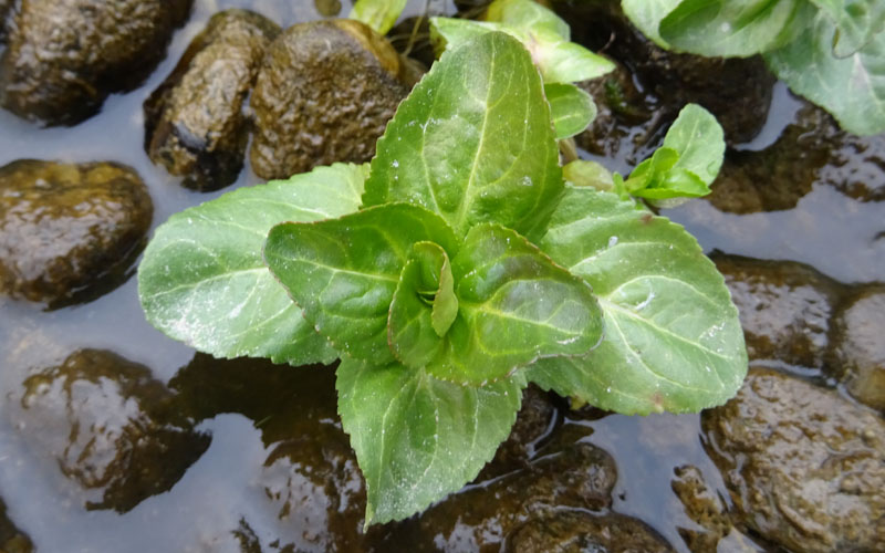 Veronica beccabunga - Plantaginaceae